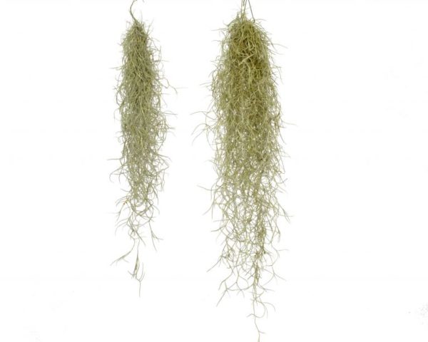tillandsia usneoides vzdusná rostlina air plant