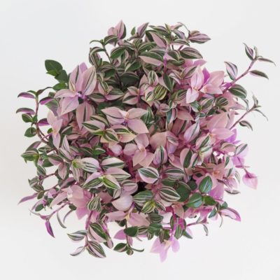 tradescantia quadricolor růžová táháva pokojová rostlina nenarocná platizia