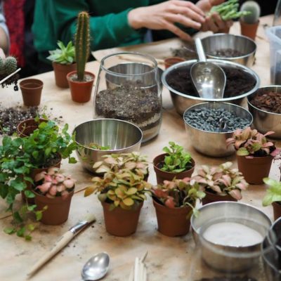 workshop výroby rostlinného teraria diy rostlinné terarium florarium