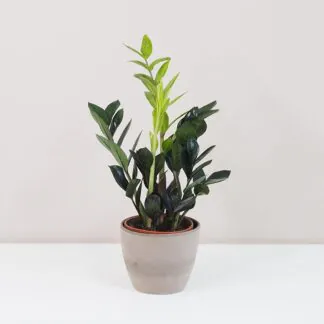 Zamioculcas zamiifolia raven raritní zamiokulkas nenarocná rostliny do stínu