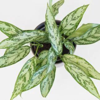 Aglaonema ‘Silver Queen’ aglaonema silver queen nenarocná zelená pokojová rostlina do stína plantizia