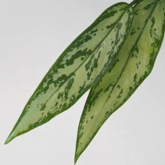 Aglaonema ‘Silver Queen’ aglaonema silver queen nenarocná zelená pokojová rostlina do stína plantizia
