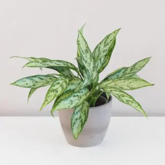 aglaonema silver queen nenarocná zelená pokojová rostlina do stína plantizia