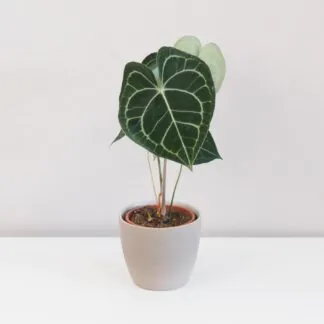 anthurium clarinervium plantizia