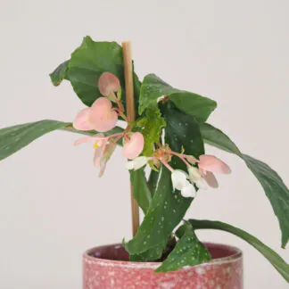 Begonia mini begonia mini měla