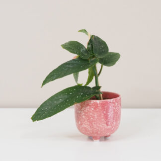 Begonia mini begonia mini měla