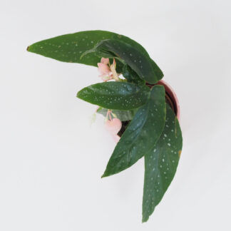 Begonia mini begonia mini měla
