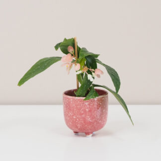 Begonia mini begonia mini měla