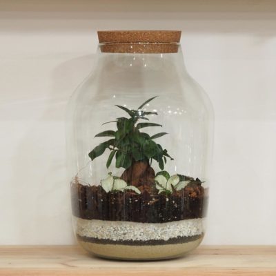 uzavřené rostlinné terarium bonsai terarium s korkem florarium plantizia