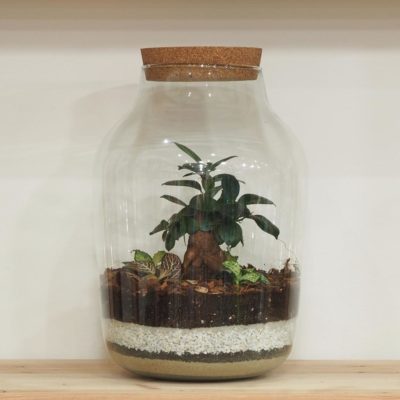 uzavřené rostlinné terarium bonsai terarium s korkem florarium plantizia