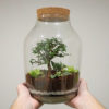 bonsai terarium xxl velké rostlinné terarium s korkem florarium plantarium plantizia
