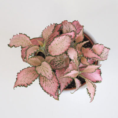 fittonia fitonia pink star růžová rostlina plantizie