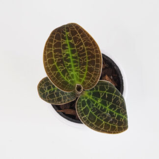 Macodes petola ‘Gold’ macodes petola gold jewel orchidej raritne rostliny plantizia
