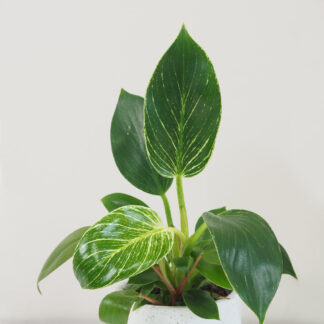 Philodendron ‘Birkin’ střední philodendron, philodendron Birkin, philodendron white measure, nenáročná rostlina, pokojová rostlina, pokojový kvet