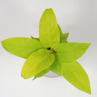 filodendron, philodendron, philodendron malay gold, raritní rostlina, sběratelská rostlina, exotická rostlina zlta rostlina plantizia