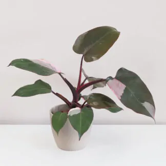 philodendron pink princess velky růžová rostlina raritne rostliny plantizia