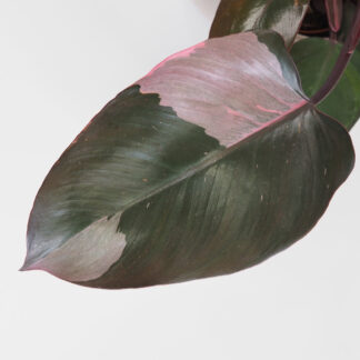 Philodendron ‘Pink Princess’ velký philodendron pink princess velky růžová rostlina raritne rostliny plantizia