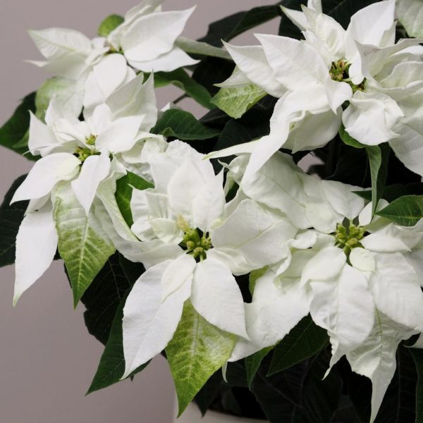 vánoční růže vánoční hvězda bílá netradiční velká poinsettia plantizia