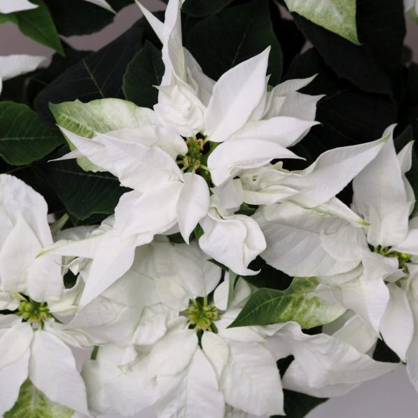 vánoční růže vánoční hvězda bílá netradiční velká poinsettia plantizia