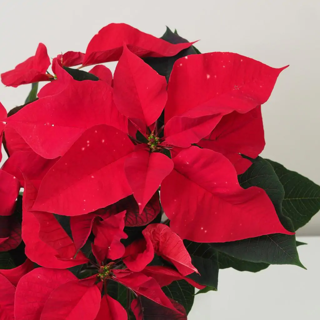 Vánoční růže červená / Poinsettia vánoční růže vánoční hvězda červená velká poinsettia plantizia