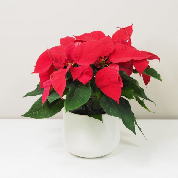 vánoční růže vánoční hvězda červená velká poinsettia plantizia
