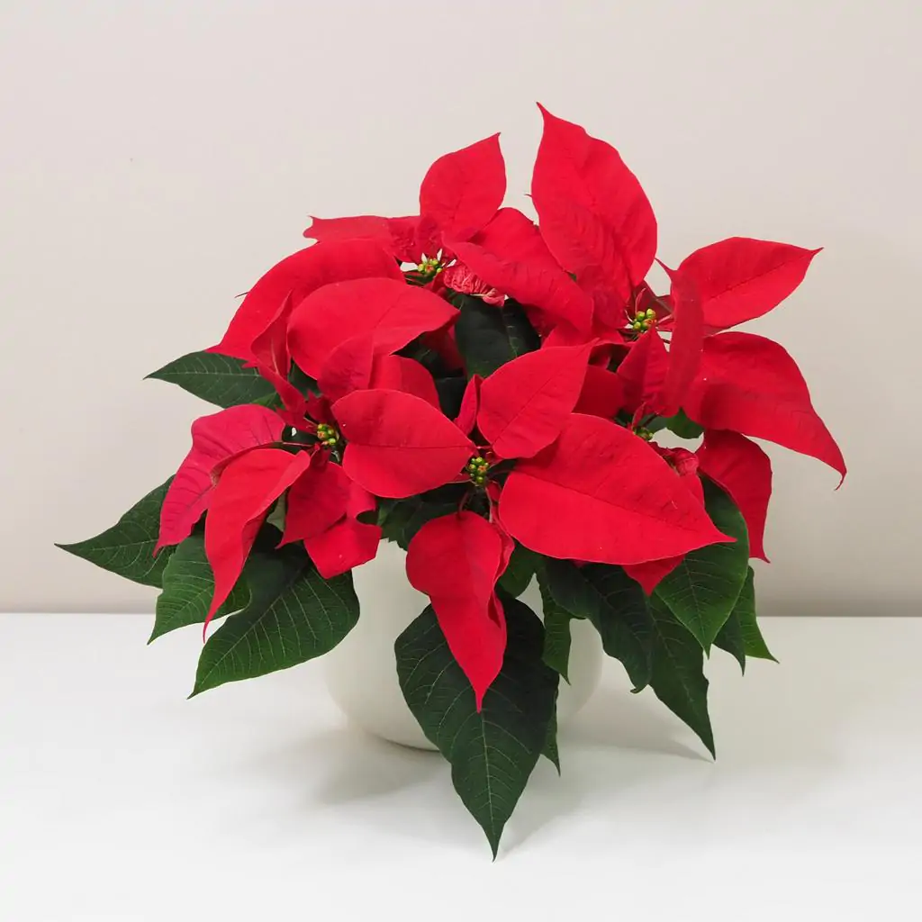 Vánoční růže červená / Poinsettia vánoční růže vánoční hvězda červená velká poinsettia plantizia
