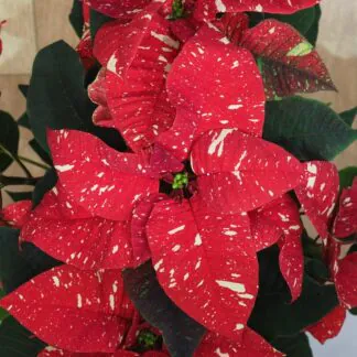 Vánoční růže červeno-bílá / Poinsettia vánocní rusa cerveno bílá poinsettia vánocní hvězda plantizia