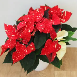 Vánoční růže červeno-bílá / Poinsettia vánocní rusa cerveno bílá poinsettia vánocní hvězda plantizia