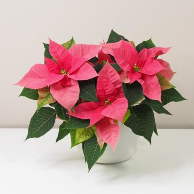 vánoční růže vánoční hvězda růžová netradiční pěkná poinsettia plantizia