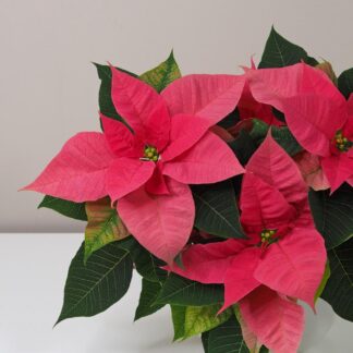 Vánoční růže sytě růžová / Poinsettia vánoční růže vánoční hvězda růžová netradiční pěkná poinsettia plantizia pokojove rostliny pokojovky