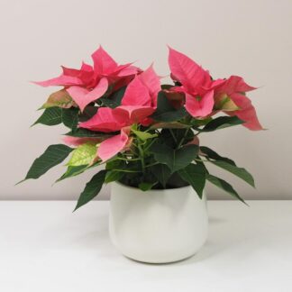Vánoční růže sytě růžová / Poinsettia vánoční růže vánoční hvězda růžová netradiční pěkná poinsettia plantizia