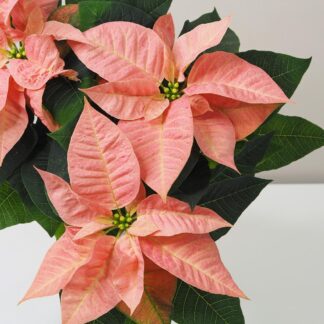 Vánoční růže korálová / Poinsettia vánoční růže vánoční hvězda oranžová netradiční pěkná poinsettia plantizia