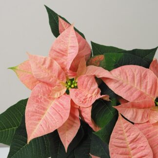 Vánoční růže korálová / Poinsettia vánoční růže vánoční hvězda oranžová netradiční pěkná poinsettia plantizia