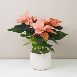 Vánoční růže korálová / Poinsettia vánoční růže vánoční hvězda oranžová netradiční pěkná poinsettia plantizia