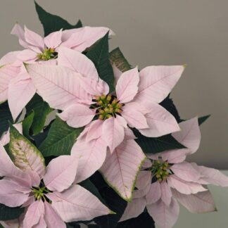 Vánoční růže světle růžová / Poinsettia vánoční růže světle růžová netradiční pěkná poinsettia plantizia