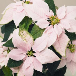 Vánoční růže světle růžová / Poinsettia vánoční růže světle růžová netradiční pěkná poinsettia plantizia