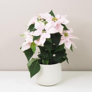 Vánoční růže světle růžová / Poinsettia vánoční růže světle růžová netradiční pěkná poinsettia plantizia