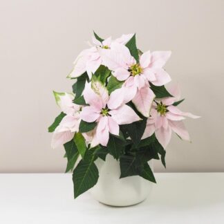 vánoční růže světle růžová netradiční pěkná poinsettia plantizia
