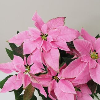 Vánoční růže růžová / Poinsettia vánoční růže růžová netradiční pěkná poinsettia plantizie