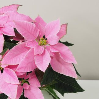 Vánoční růže růžová / Poinsettia vánoční růže růžová netradiční pěkná poinsettia plantizie