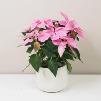 Vánoční růže růžová / Poinsettia vánoční růže růžová netradiční pěkná poinsettia plantizie