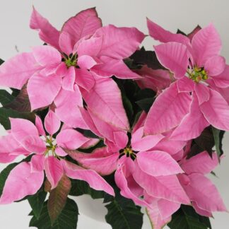 Vánoční růže růžová / Poinsettia vánoční růže růžová netradiční pěkná poinsettia plantizie