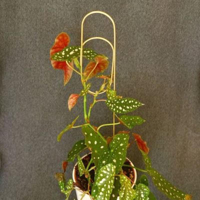 Dekorativní opora na rostliny sponka kytkotycky plantizia