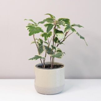 Hedera Helix Variegata hedera helix variegata panasovaný břečťan plantizie