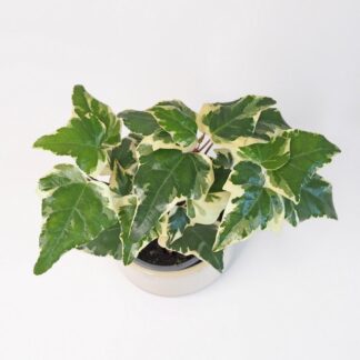 Hedera Helix Variegata hedera helix variegata panasovaný břečťan plantizie