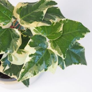 Hedera Helix Variegata hedera helix variegata panasovaný břečťan plantizie