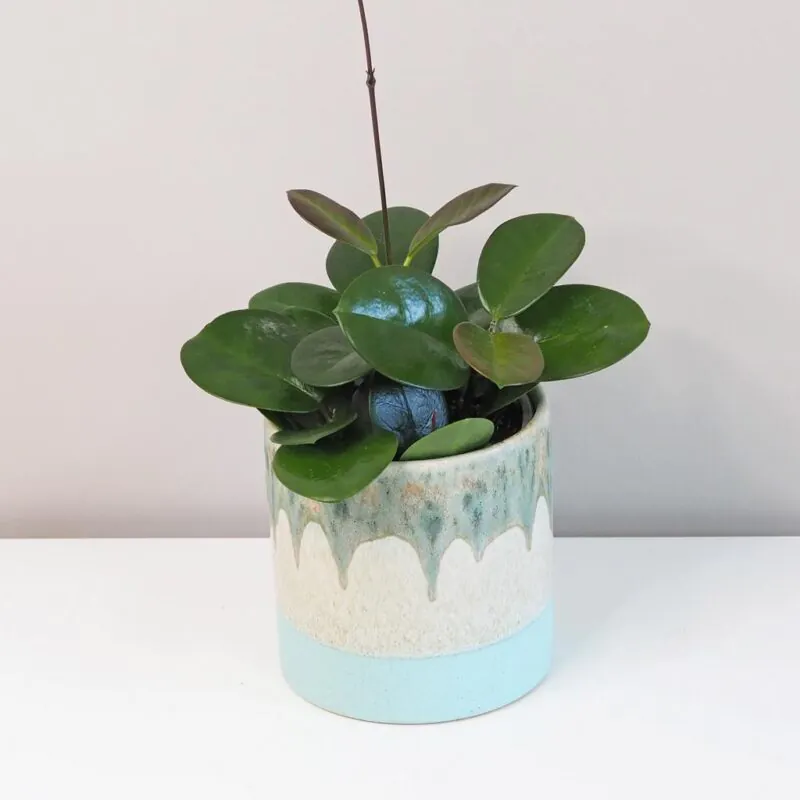 hoya australis voskovka plantizie
