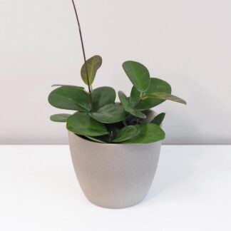 Hoya australis hoya australis voskovka plantizie