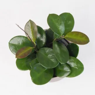hoya australis voskovka plantizie