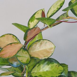 hoya australis lisa na kruhu voskovka plantizie